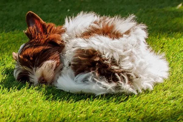 Best flooring for pets - Floors South Africa