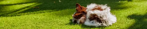Best flooring for pets - Floors South Africa
